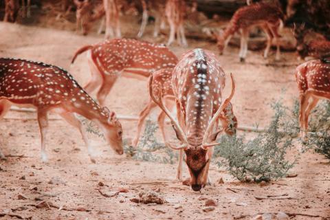 Herd of Deer